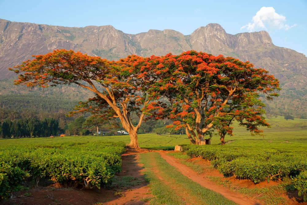 Malawi