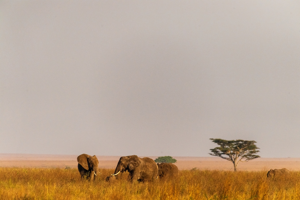 Tanzanie